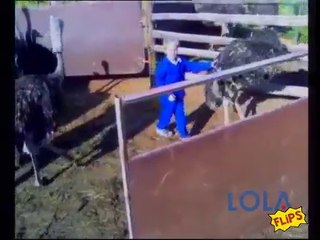 Don't Mess With The Ostrich!