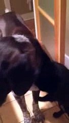 Cat misses dog after being apart for 10 days