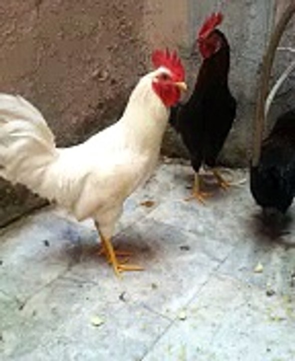 special hens