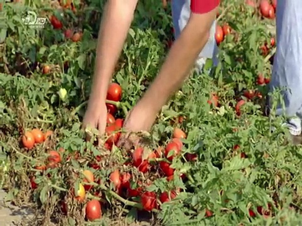 How It's Made Canned Tomatoes