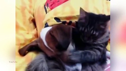 Супер смешное видео с котами за февраль 2014 !!! Ржач полный!!!