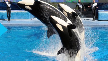 How Blackfish Changed Seaworld