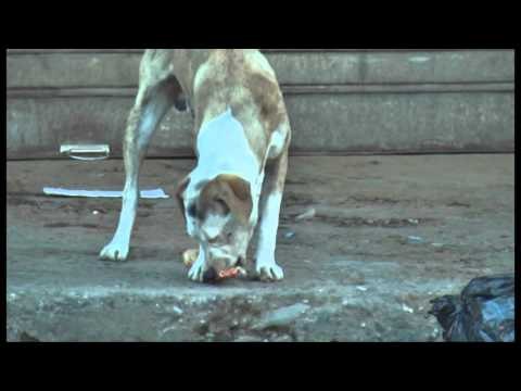 Qentë e rrugës. Bashkia Tiranë nuk ka fonde për sterilizimin