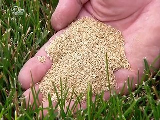 How It's Made Turf Grass