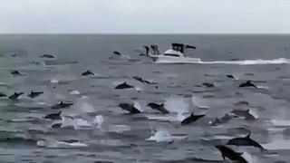 OMG - More Than 100 Dolphins Jumping Around A Ship - hdhut.blogspot.com