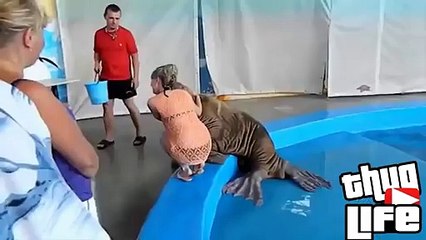 Thug Life Sea lion slap that ass