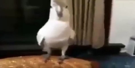 adana merkez patlıya kerkes şarkısına kopan papağan