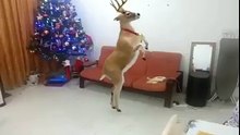 Renas do natal