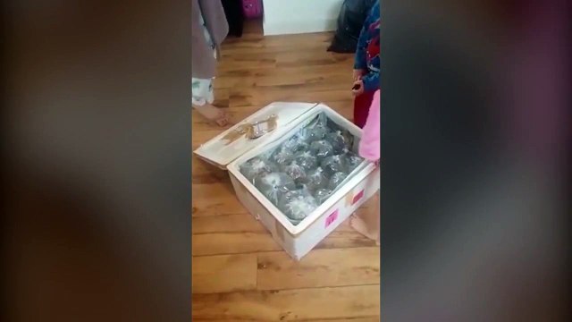 Elle achète une table sur eBay mais reçoit des poissons tropicaux