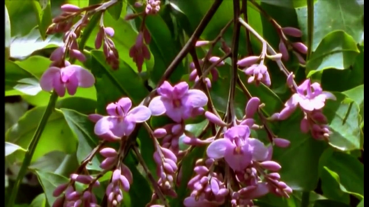 Animal Planet 2015 - Discovery Channel - Wildlife Animals - Amazonia Documentary [720 HD]