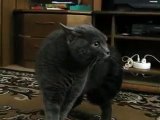 Кот ругается на моего парня.avi