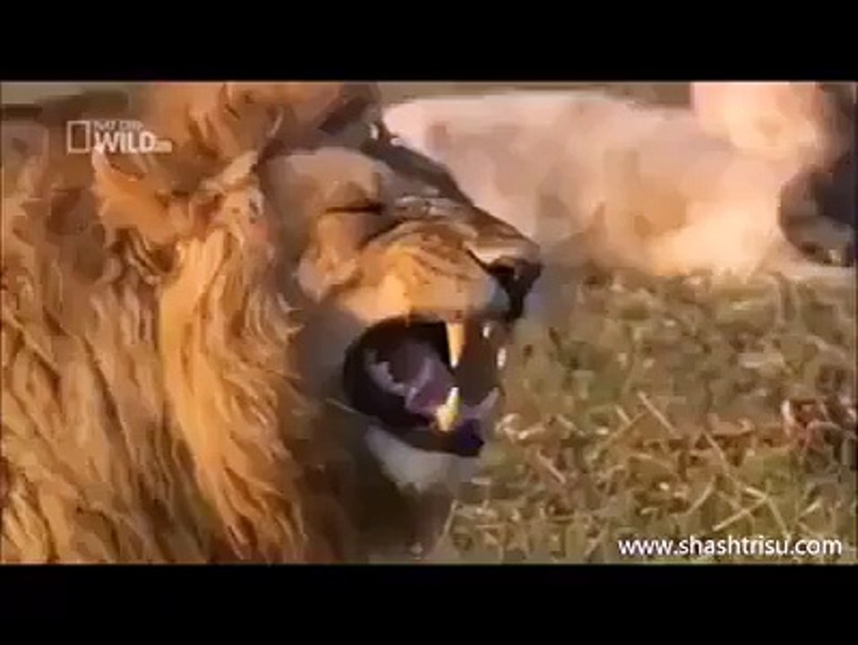 lion laughing
