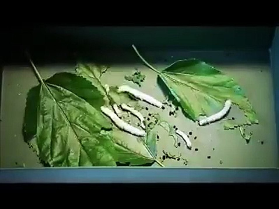 worm of Silk, Must Watch Amazing video