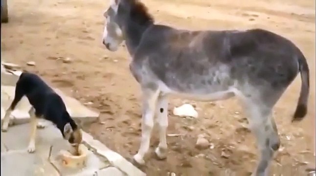 Собака и голодный Осел супер прикол