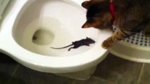 Así este gato cazó a un ratón dentro de un inodoro