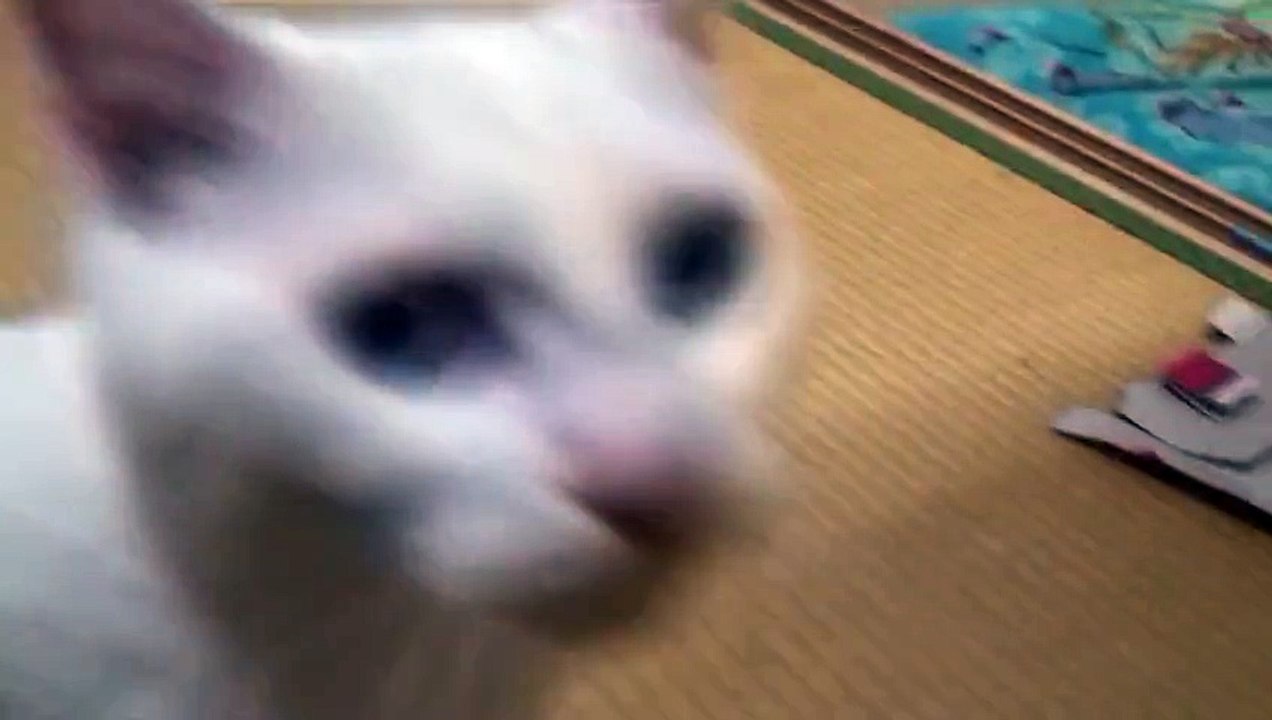 funny Animal boxing?cute cat!!おもしろねこ動画　ボクシング？をするかわいい猫 面白