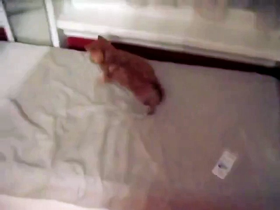 Пол часа ржал ) Слезы с глаз хахахахахахах.mp4