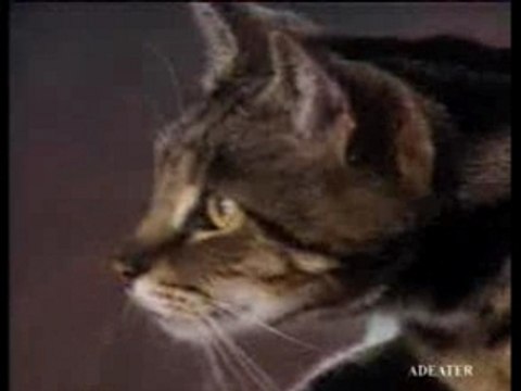 Pub-rire-gag-Titi gros minet DHL