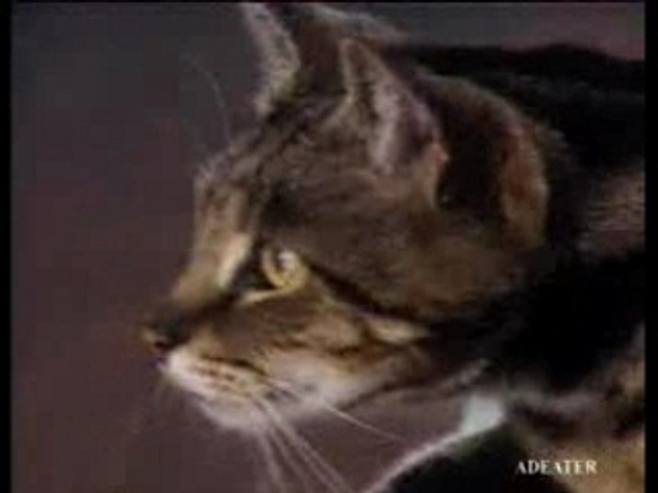 Pub-rire-gag-Titi gros minet DHL