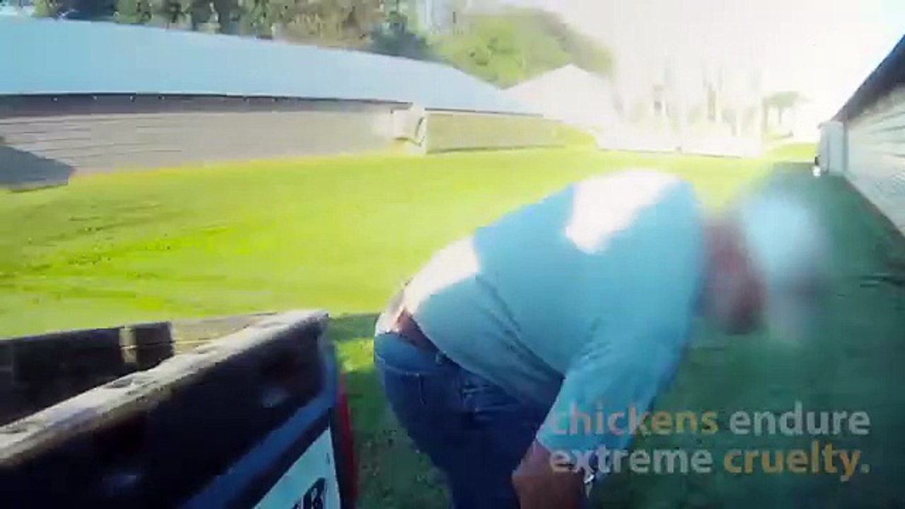 Comment sont élevés les poulets McdO?