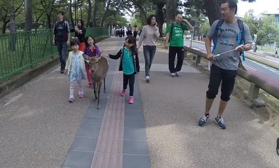 Deer Strolls With Children Through Japan's Nara Park