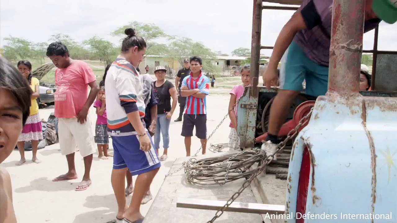 Unchained_ Mountain lion returned to forest after life in back of circus pick-up truck