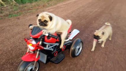 Pug Rides A Motorcycle