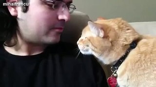 Cats Love Their Human Owners Compilation 2014 NEW