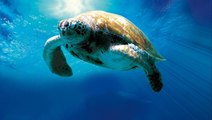 Turtle: The Incredible Journey	Full Movie Streaming Online in HD-720p Video Quality