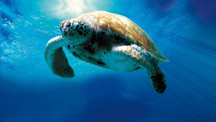 Turtle: The Incredible Journey	Full Movie Streaming Online in HD-720p Video Quality