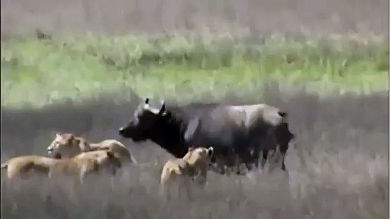 Buffalo Tries to Save Her Little Son From Lions, Wild Animal Fights