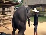 Elephant Dance In Gangnam Style Song-YXIOAqrS0U8