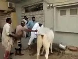 Dangerous Cow Kick Funny Video-tsQddRqQ3Zw