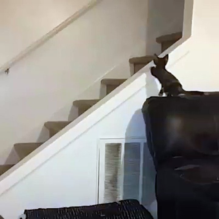Cat in funny mood