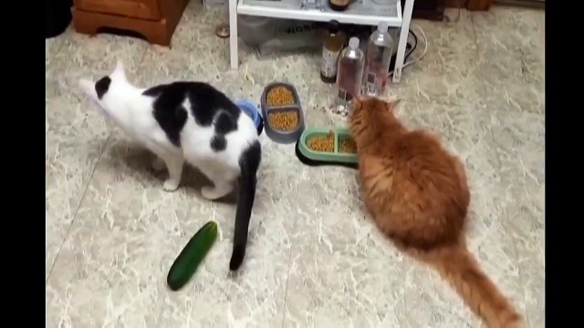 Коты и опасные огурцы)))
