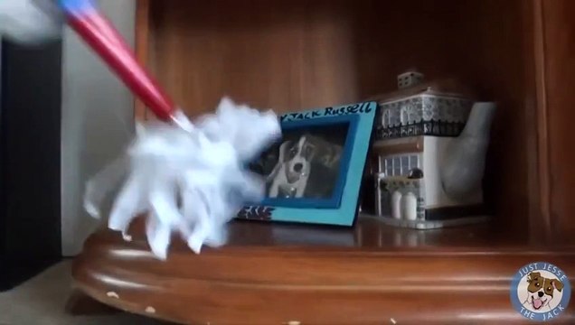 Самая умная собака в Мире попала в книгу рекордов Гиннесса