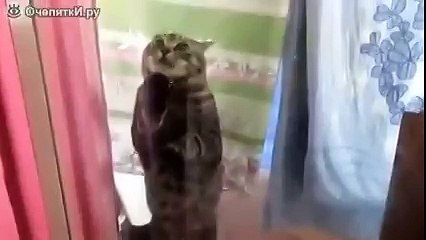 Кот-паникёр просится домой