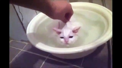 Такого кота вы еще не видели