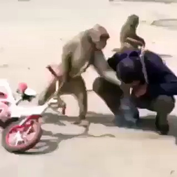 monkey Fight