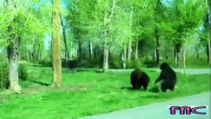 【動画】2015面白すぎ！笑えるハプニング集 Funniest Animal Fails Compilation