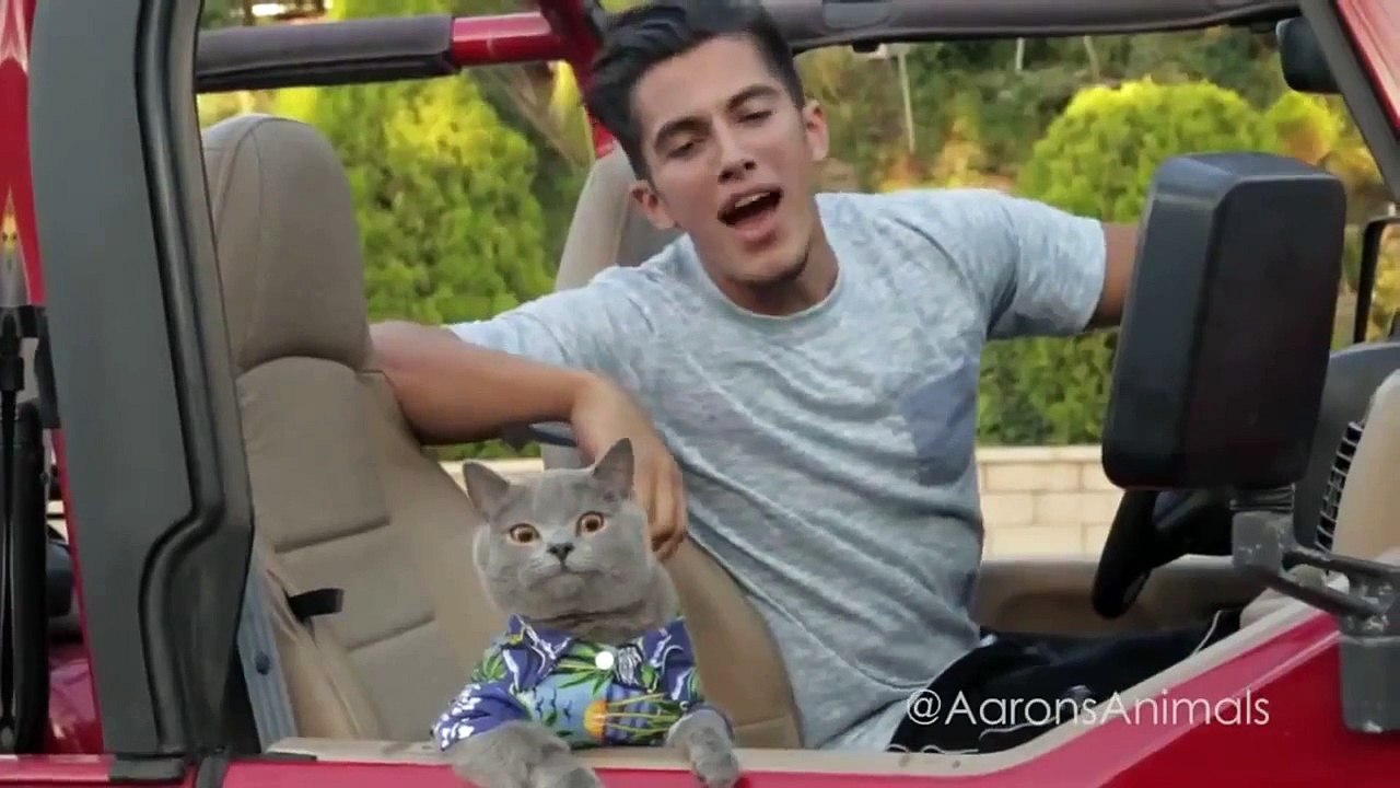 Funny Compilations #1