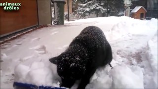 Chats drôles jouant dans la neige Compilation 2014 [NEW HD]