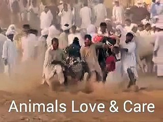 amazing bull runing and wining celebration.