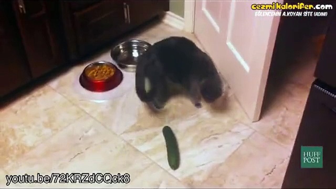Kedi vs Salatalık
