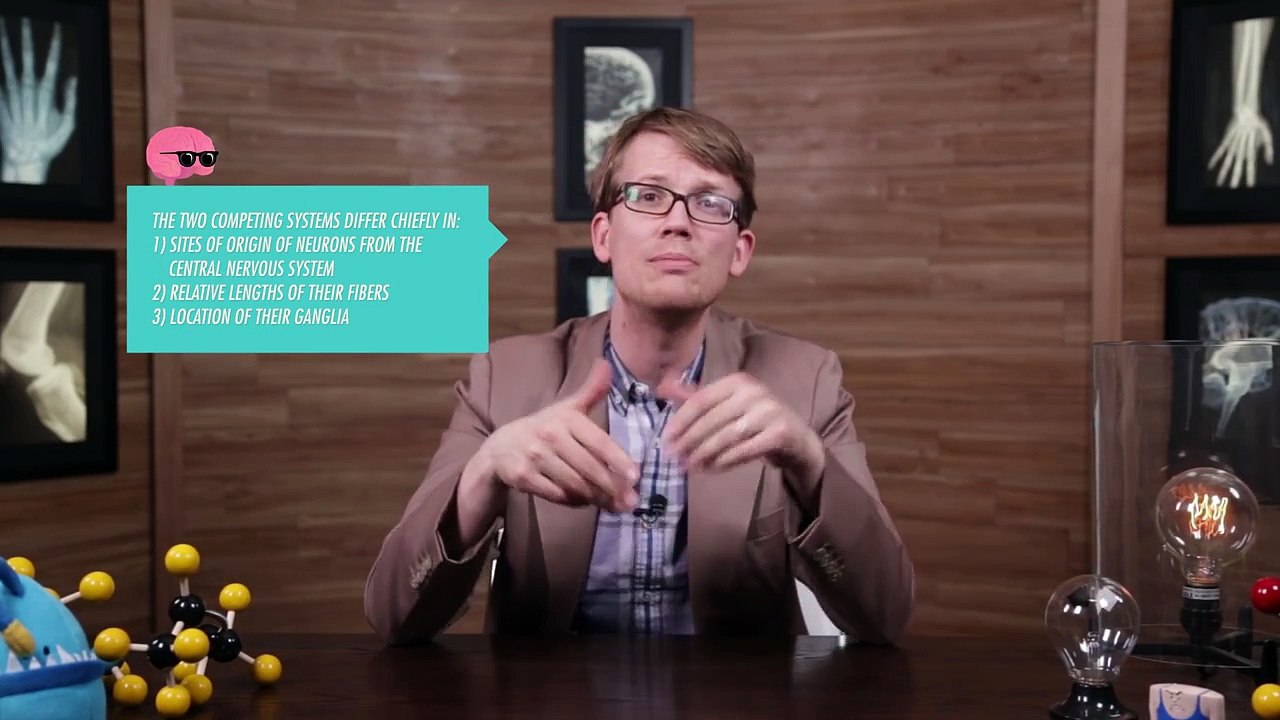 Autonomic Nervous - Biology #13