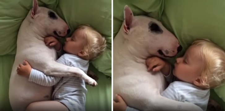 Bull Terrier ve Bebek Sarmaş Dolaş Uyudu