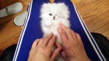 Playful Persian Kitten Loves Their Tickles