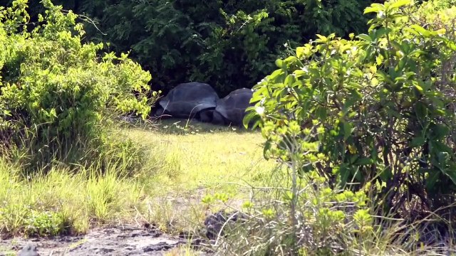 Explorer Interrupts Mating Tortoises, Slowest Chase Ever Ensues