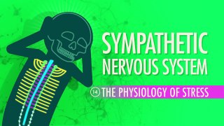 Sympathetic Nervous System - Biology #14