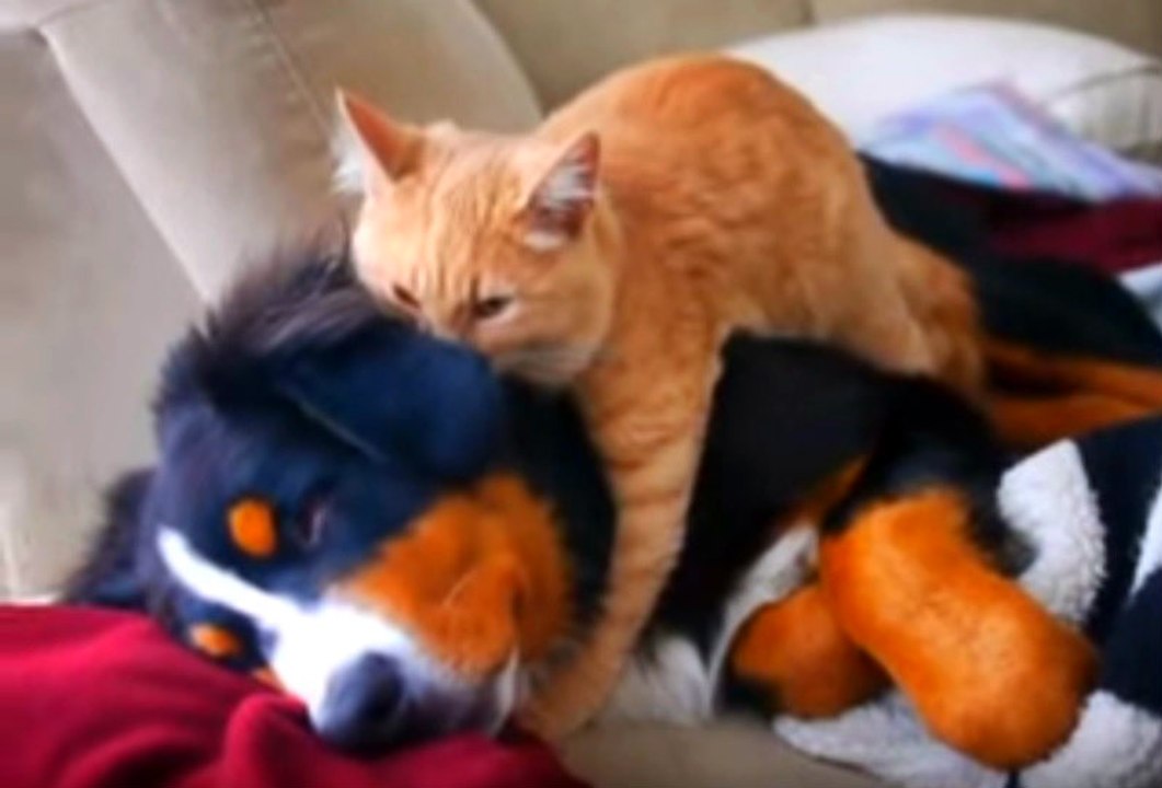 Uyuyan Köpeğe Masaj Yapan Kedi